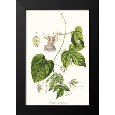 Passion Flower Trio I Black Modern Wood Framed Art Print by Unknown