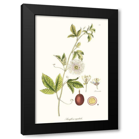 Passion Flower Trio II Black Modern Wood Framed Art Print with Double Matting by Unknown