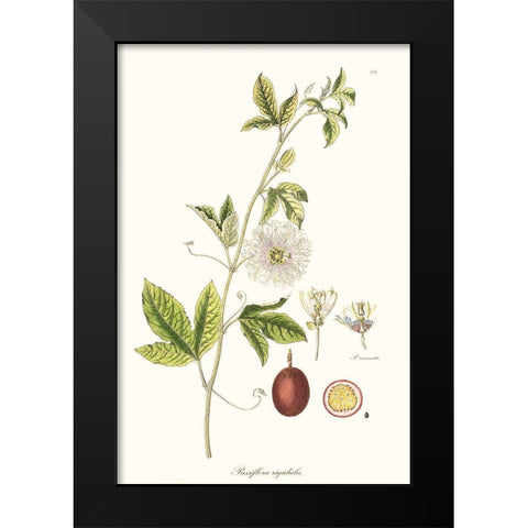 Passion Flower Trio II Black Modern Wood Framed Art Print by Unknown
