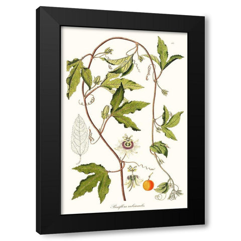 Passion Flower Trio III Black Modern Wood Framed Art Print with Double Matting by Unknown
