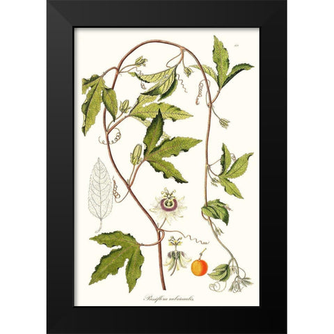 Passion Flower Trio III Black Modern Wood Framed Art Print by Unknown