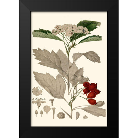Leaves And Berries I Black Modern Wood Framed Art Print by Vision Studio