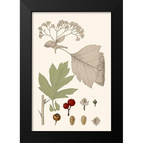 Leaves And Berries II Black Modern Wood Framed Art Print by Vision Studio