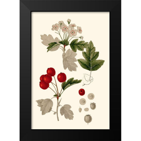 Leaves And Berries III Black Modern Wood Framed Art Print by Vision Studio