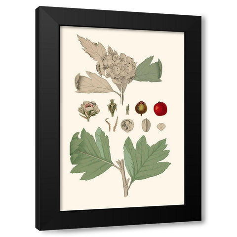 Leaves And Berries IV Black Modern Wood Framed Art Print with Double Matting by Vision Studio