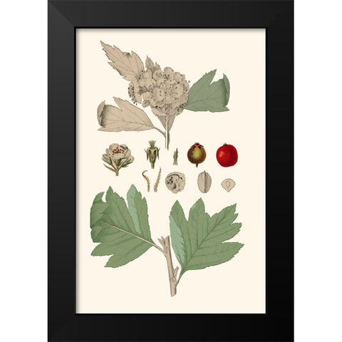 Leaves And Berries IV Black Modern Wood Framed Art Print by Vision Studio