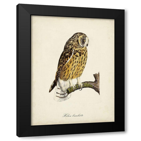 French Owls II Black Modern Wood Framed Art Print by de Langlois
