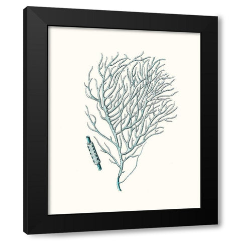 Antique Coastal Coral I Black Modern Wood Framed Art Print with Double Matting by Esper, Johann