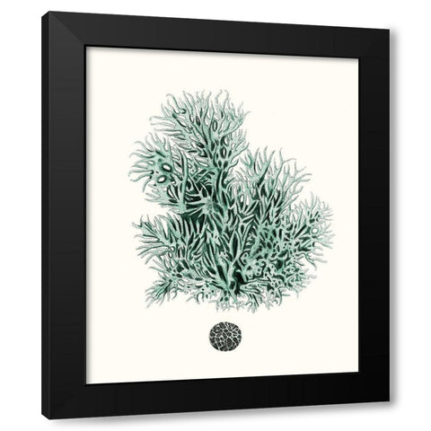Antique Coastal Coral V Black Modern Wood Framed Art Print with Double Matting by Esper, Johann