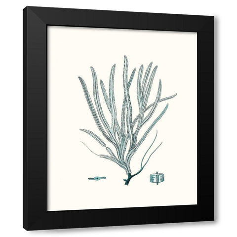Antique Coastal Coral VII Black Modern Wood Framed Art Print by Esper, Johann