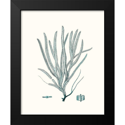 Antique Coastal Coral VII Black Modern Wood Framed Art Print by Esper, Johann