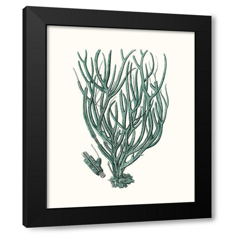 Antique Coastal Coral VIII Black Modern Wood Framed Art Print with Double Matting by Esper, Johann