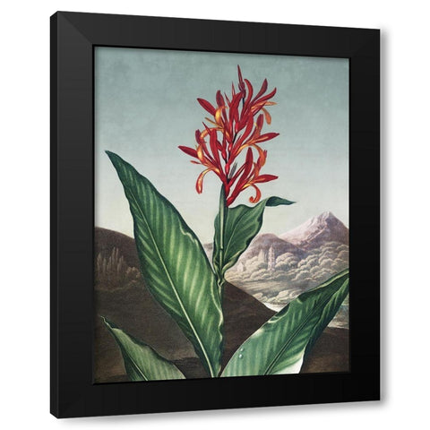 Temple of Flora I Black Modern Wood Framed Art Print by Thornton, Dr. Robert J.