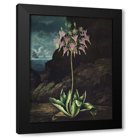Temple of Flora II Black Modern Wood Framed Art Print with Double Matting by Thornton, Dr. Robert J.