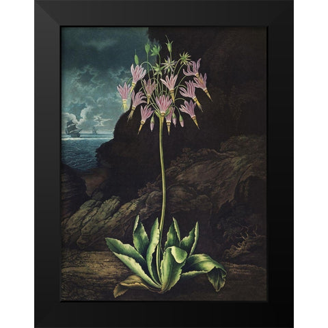 Temple of Flora II Black Modern Wood Framed Art Print by Thornton, Dr. Robert J.