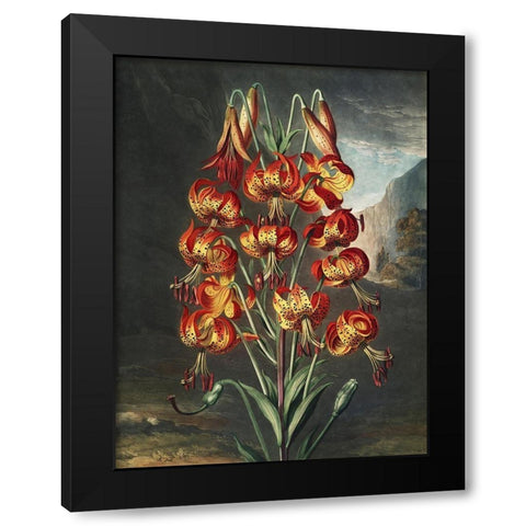 Temple of Flora III Black Modern Wood Framed Art Print by Thornton, Dr. Robert J.
