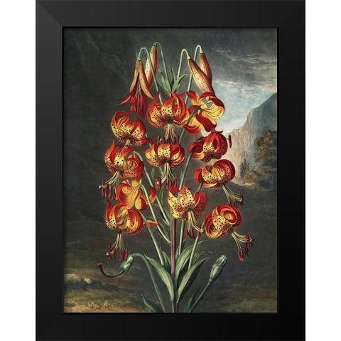 Temple of Flora III Black Modern Wood Framed Art Print by Thornton, Dr. Robert J.