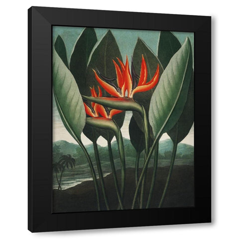 Temple of Flora IV Black Modern Wood Framed Art Print with Double Matting by Thornton, Dr. Robert J.