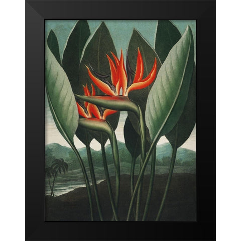 Temple of Flora IV Black Modern Wood Framed Art Print by Thornton, Dr. Robert J.