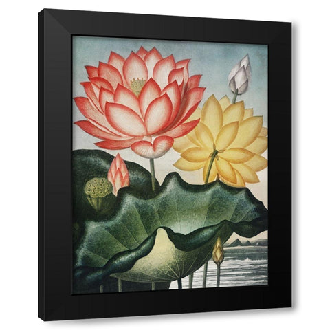 Temple of Flora V Black Modern Wood Framed Art Print with Double Matting by Thornton, Dr. Robert J.