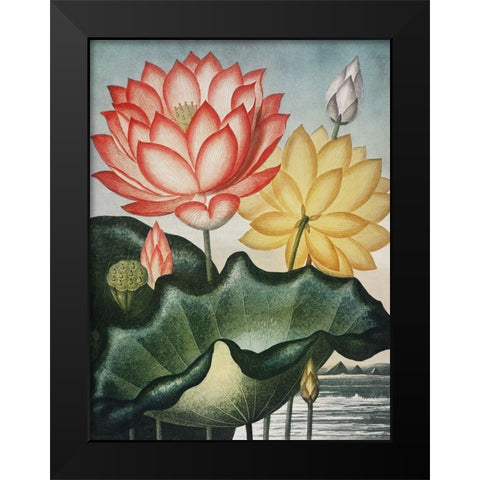 Temple of Flora V Black Modern Wood Framed Art Print by Thornton, Dr. Robert J.
