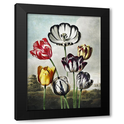 Temple of Flora VI Black Modern Wood Framed Art Print by Thornton, Dr. Robert J.