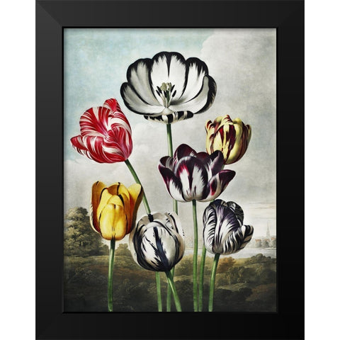 Temple of Flora VI Black Modern Wood Framed Art Print by Thornton, Dr. Robert J.