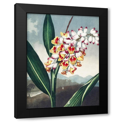 Temple of Flora VII Black Modern Wood Framed Art Print by Thornton, Dr. Robert J.
