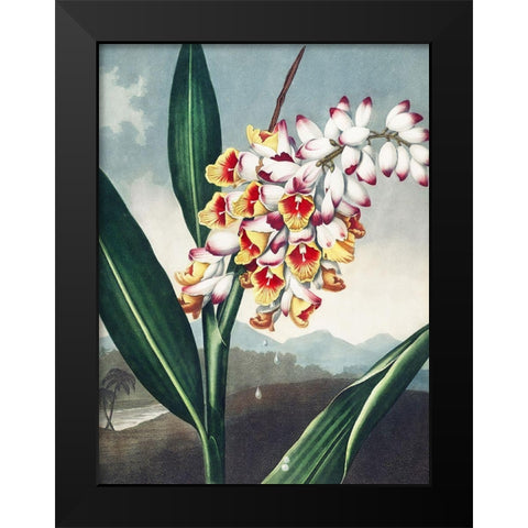 Temple of Flora VII Black Modern Wood Framed Art Print by Thornton, Dr. Robert J.