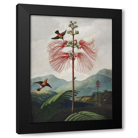 Temple of Flora VIII Black Modern Wood Framed Art Print with Double Matting by Thornton, Dr. Robert J.