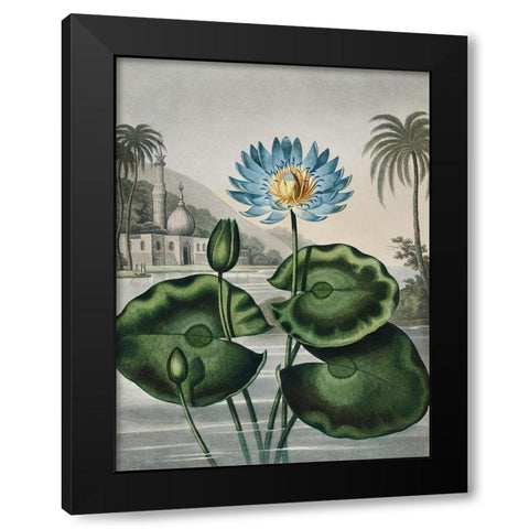 Temple of Flora IX Black Modern Wood Framed Art Print with Double Matting by Thornton, Dr. Robert J.