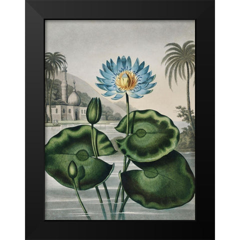 Temple of Flora IX Black Modern Wood Framed Art Print by Thornton, Dr. Robert J.