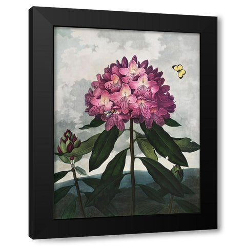 Temple of Flora X Black Modern Wood Framed Art Print by Thornton, Dr. Robert J.