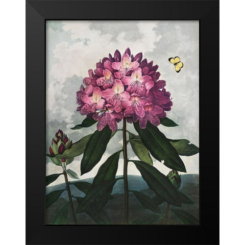 Temple of Flora X Black Modern Wood Framed Art Print by Thornton, Dr. Robert J.
