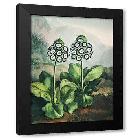 Temple of Flora XI Black Modern Wood Framed Art Print with Double Matting by Thornton, Dr. Robert J.