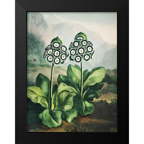 Temple of Flora XI Black Modern Wood Framed Art Print by Thornton, Dr. Robert J.