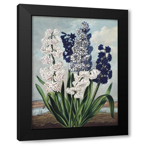 Temple of Flora XII Black Modern Wood Framed Art Print by Thornton, Dr. Robert J.