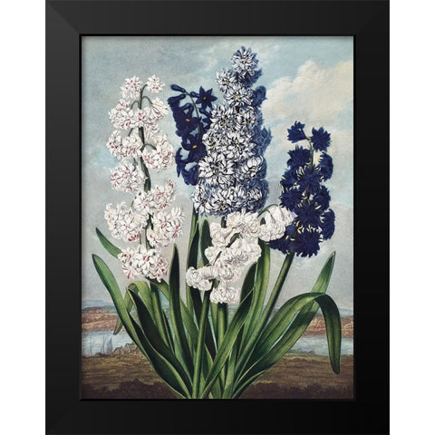 Temple of Flora XII Black Modern Wood Framed Art Print by Thornton, Dr. Robert J.