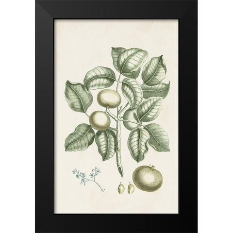 Buchoz Tropicals I Black Modern Wood Framed Art Print by Vision Studio