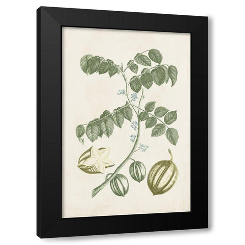 Buchoz Tropicals II Black Modern Wood Framed Art Print by Vision Studio