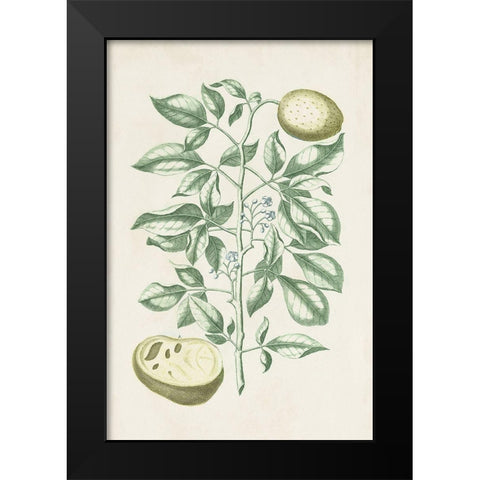 Buchoz Tropicals III Black Modern Wood Framed Art Print by Vision Studio
