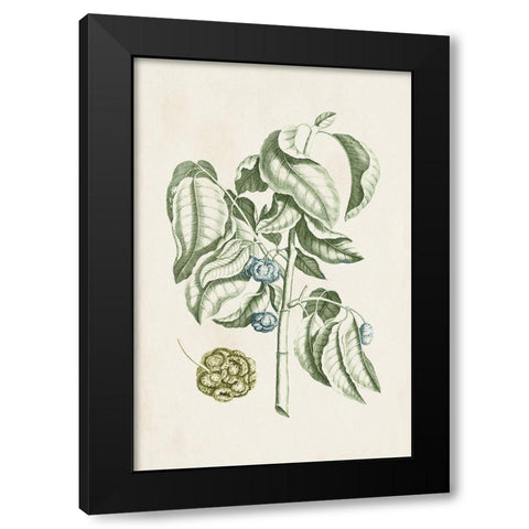 Buchoz Tropicals V Black Modern Wood Framed Art Print by Vision Studio