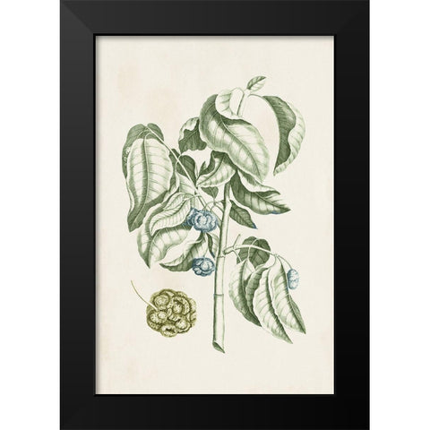 Buchoz Tropicals V Black Modern Wood Framed Art Print by Vision Studio