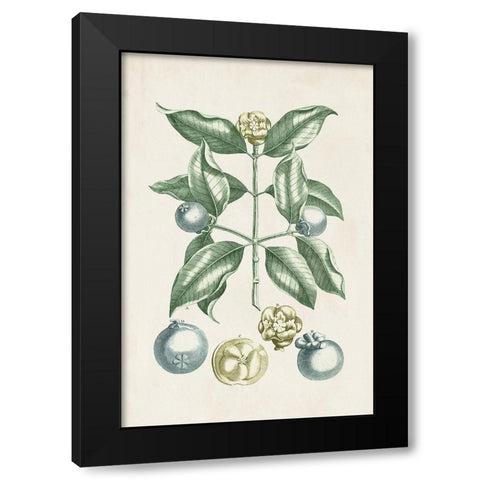 Buchoz Tropicals VII Black Modern Wood Framed Art Print by Vision Studio
