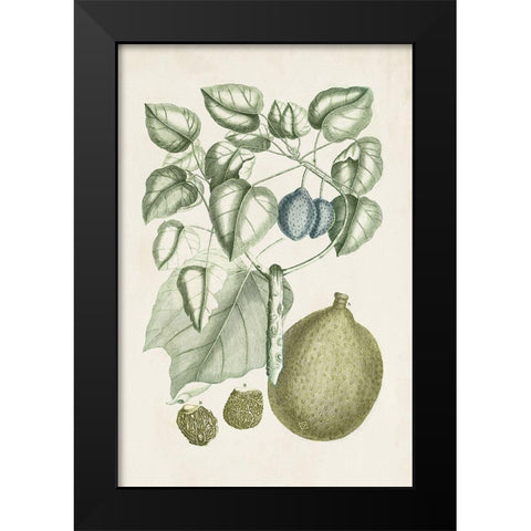 Buchoz Tropicals VIII Black Modern Wood Framed Art Print by Vision Studio