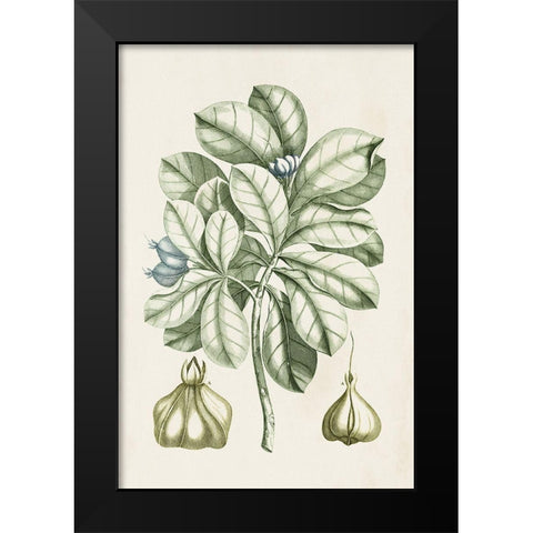 Buchoz Tropicals IX Black Modern Wood Framed Art Print by Vision Studio