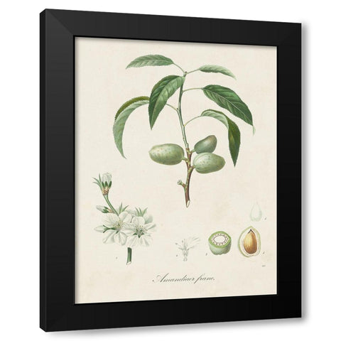 Antique Almond Botanical I Black Modern Wood Framed Art Print with Double Matting by de Langlois