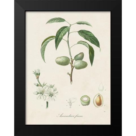 Antique Almond Botanical I Black Modern Wood Framed Art Print by de Langlois