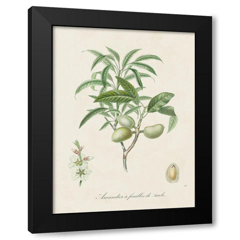 Antique Almond Botanical II Black Modern Wood Framed Art Print by de Langlois