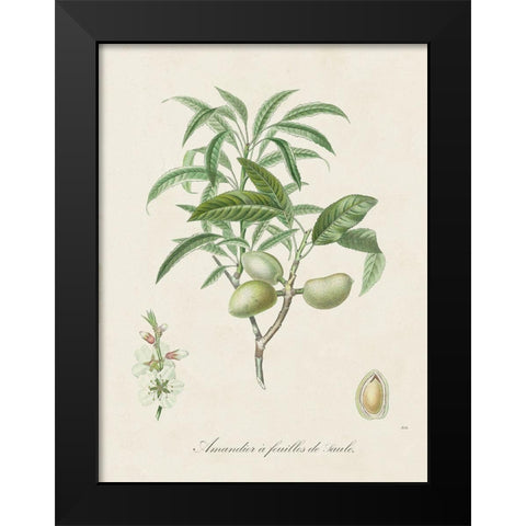 Antique Almond Botanical II Black Modern Wood Framed Art Print by de Langlois